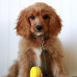 Thyme - Red male Cavapoo puppy in Springtown, Texas from North Texas Puppies