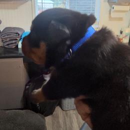 Blue boy - Black and mahogany male Rottweiler puppy in Lebanon, Oregon from SOUTH SANTIAM ROTTWEILERS