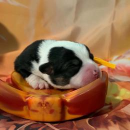 Hammy - Black and tan female Pembroke Welsh Corgi puppy in Saint George, South Carolina from Carolina cotton candy corgis