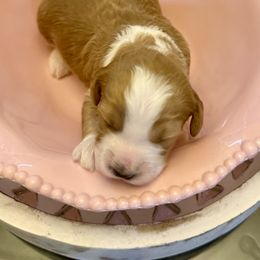 Girl 2 - Red  female Goldendoodle puppy in Tyler, Texas from Sassy’s Hollywood Poodles & Doodles