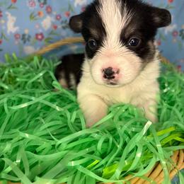 Kiara - Black and tan female Pembroke Welsh Corgi puppy in Washington from KB Corgis