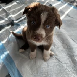 Zoe - Red tri female Miniature Australian Shepherd puppy in Town 'N' Country, Florida from House of Miniature Aussies