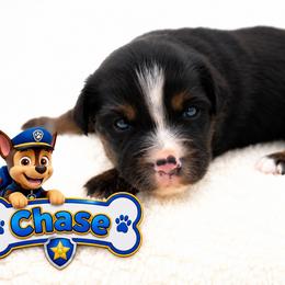 Chase - Black tri male Miniature Australian Shepherd puppy in Apache Junction, Arizona from Circle T Mini Aussies