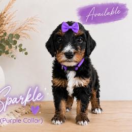 Black Phantom Girl - Black female Goldendoodle puppy in Midlothian, Virginia from RVA DOODLES, LLC