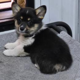 Navy - Black and tan male Pembroke Welsh Corgi puppy in Necedah, Wisconsin from The 6Ks Paws and Hobbies