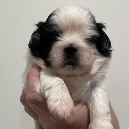 GORDON Full AKC - White male Pekingese puppy in Pennsylvania from Triple I Pekes