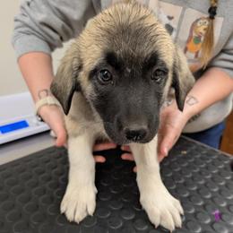 Girl 3 - Fawn female Anatolian Pyrenees puppy in Marysville, Ohio from Brotherton Family Farms