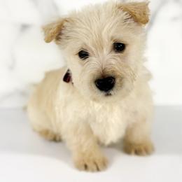 Portia - Wheaten female Scottish Terrier puppy in Mount Joy, Pennsylvania from K&M Kennel