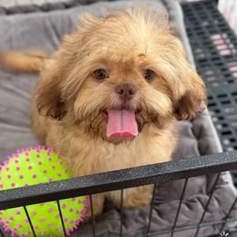 Weston - Red male Shih Tzu puppy in Stafford, Virginia from Bayview Pups