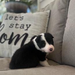 Harmony - Black and white female Border Collie puppy in Jonesboro, Arkansas from Hampton Border Collies
