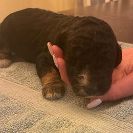 Phantom Boy 2 - Phantom male Poodle puppy in Jesup, Georgia from Altamaha Mud Poodles LLC.