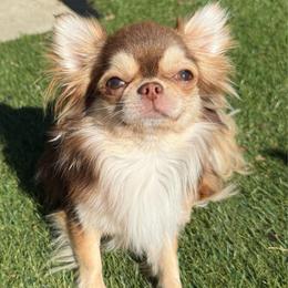 Benji - Chihuahua