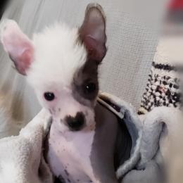 Chihuahua and Chinese Crested Puppies from Western Kentucky Chihuhua and Chinese Crested
