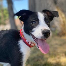 Border Collies from High Caliber BCs