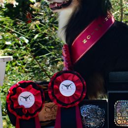 Australian Shepherds, Miniature American Shepherds, and Miniature Australian Shepherds from Rocking Diamond B Aussies