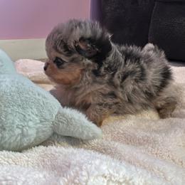 Cookie - Blue merle male Pomeranian puppy in Childersburg, Alabama from A Sample Of Gods Love Kennels