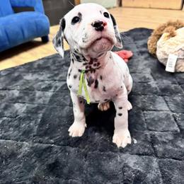 Dalmatian, Poodle, and Rhodesian Ridgeback Puppies from Ruffles, Ridges, & Spots!