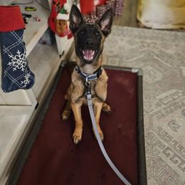 Donut - xDutch Shepherd puppy from Crystal Coast Canine Training