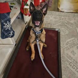 Donut - xDutch Shepherd puppy from Crystal Coast Canine Training