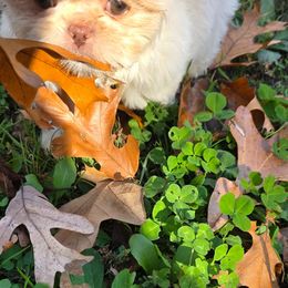 Luka (Thistle) - Cream and white male Shih Tzu puppy in Brighton, Missouri from Morningstar's Shih Tzu