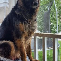 German Shepherd All Grown Up from Cairn's Shepherds
