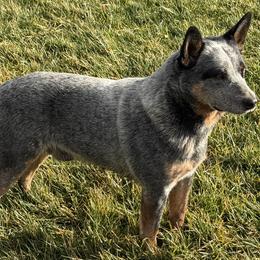 Australian Cattle Dogs from Selway Australian Cattle Dogs
