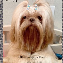 Ben - Shih Tzu