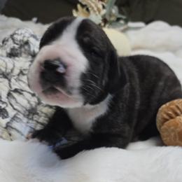 Heath - Brindle male Great Dane puppy in Albany, Oregon from Red Cloud Australian Shepherds and DeGray Great Danes & Bulldogs