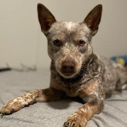 Kali Jo - Australian Cattle Dog