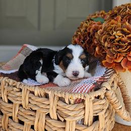 Bourbon - Tri-color male Bernedoodle puppy in Russell Springs, Kentucky from 270 Doodles