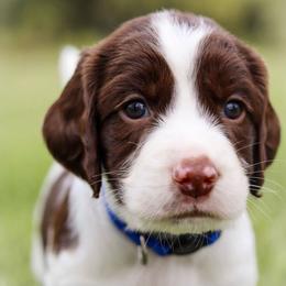 Lottie - Liver and white female English Springer Spaniel puppy in Forest, Virginia from Southern Springers