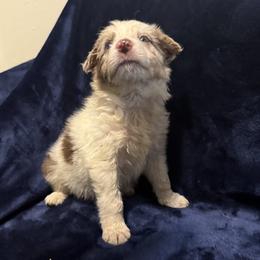 Peppermint - Red merle female Border Collie puppy in Grapeview, Washington from Athena’s Collies