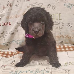 Espresso - Black female Poodle puppy in Lubbock, Texas from Hidden Gems