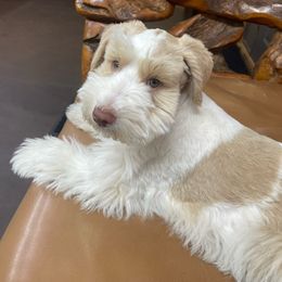 Harper - Miniature Schnauzer