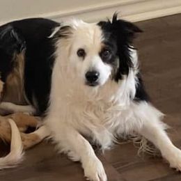 Border Collies from Geronimo Creek Border Collies