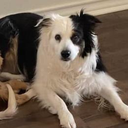 Border Collies from Geronimo Creek Border Collies