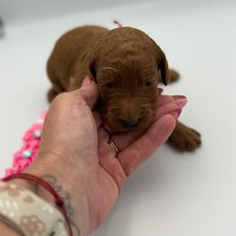 Calamity - Red  female Poodle puppy in Mount Vernon, Illinois from AMC Poodles