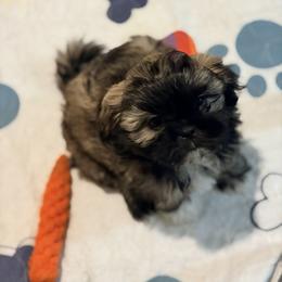 Paige - Brindle female Shih Tzu puppy in Hull, Georgia from Precious to the world Shih Tzu’s