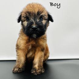 Mauve - Wheaten male Soft Coated Wheaten Terrier puppy in The Colony, Texas from Wonderful Wheatens