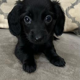 Sally - Black female Dachshund puppy in Ragland, Alabama from PK livestock