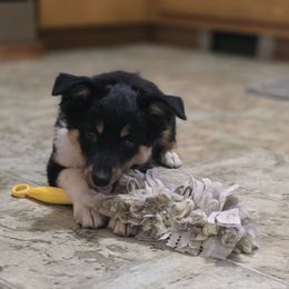 Yellow Collar - Ferdinand - Black tri male Miniature Australian Shepherd puppy in Aurora, Missouri from Barnyard Mini Aussies
