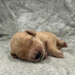 Ursula- Purple Collar - Dark golden female Golden Retriever puppy in Monterey, Tennessee from Lawson’s Green Acres Goldens and Mini Dachshunds