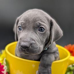 Tucker - Blue male Weimaraner puppy in Evart, Michigan from Drehbar Weimaraners