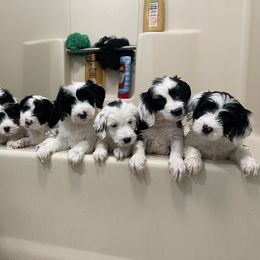 Sheepadoodle Puppies from Sunflower Family Farms