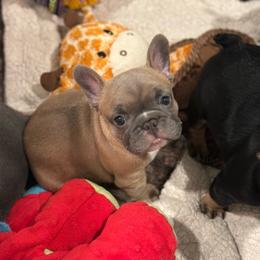 Juniper - Fawn and white female French Bulldog puppy in Washington from Pawcific Coast Bullies