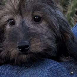 Niki - Brindle female Dachshund puppy in Ramona, California from Royal Rose Dachshund Family