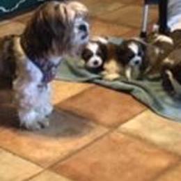 Shih Tzus from Judy Bowersox's Shih Tzu