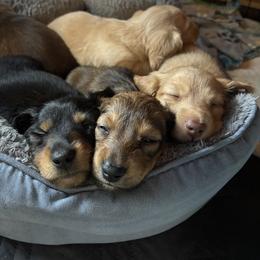 Dachshund Puppies from Twisted T Wienery