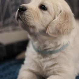 Golden Retriever Puppies from Dandelion Meadows Farm