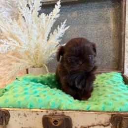 Rosie - Chocolate female Shih Tzu puppy in Success, Missouri from Sweet Success